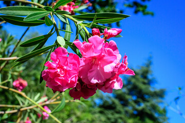 Close up of delicate pink flowers of Nerium oleander and green leaves in a exotic Italian garden in a sunny summer day, beautiful outdoor floral background photographed with soft focus.