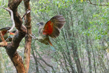 kea bird