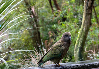 kea bird