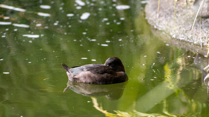 Fototapeta premium duck in the water