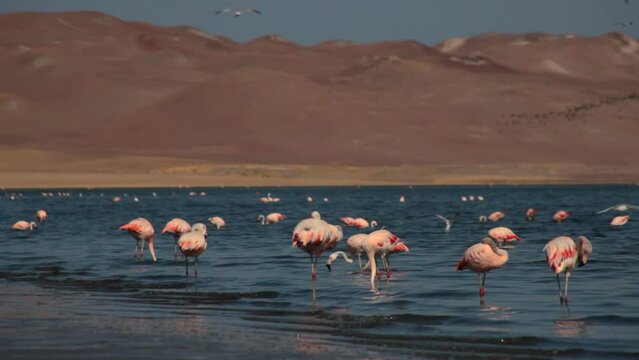 Pink Flamingos in the ocean in Paracas, Peru