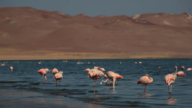 Pink Flamingos in the ocean in Paracas, Peru