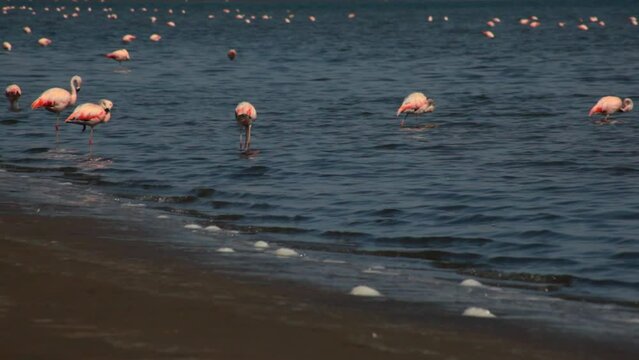 Pink Flamingos in the ocean in Paracas, Peru