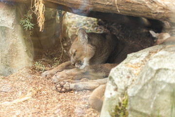 A leopard in nature walks under a stone on a summer day.