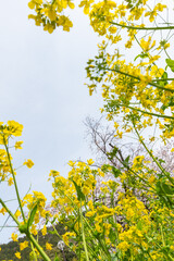 空に向かって生える菜の花