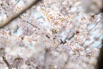 桜の蜜を求めて
