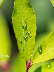Drops of water from the rain on a green leaf of a tree.