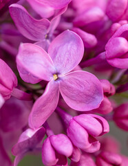 Fototapeta na wymiar Beautiful lilac flowers in nature.