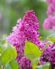 Obraz premium Beautiful lilac flowers in nature.