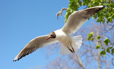 Portrait of a seagull in flight on a background of trees