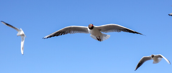 A flock of seagulls in flight against a sky.