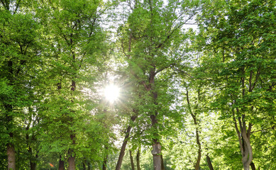 Fototapeta na wymiar Green leaves on the trees in the park. Nature