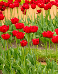 Fototapeta premium Red tulips in the park