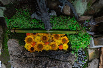 手水に咲くひまわり