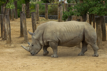 Obraz premium Rhino on a sunny day for a walk.