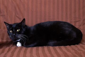 Black kitten with a sore eye on the bed