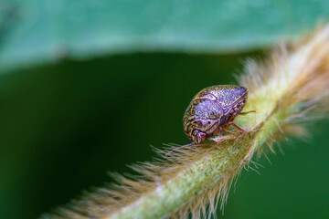 小さい甲虫のマルカメムシ