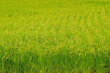 Obraz na płótnie Canvas 収穫間近の稲の穂