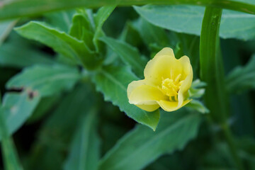 森で見つけた名前も知らない小さな花