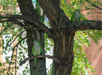 Monk Parakeet (Myiopsitta monachus) 