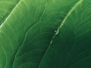 A large Elephant Ear tree with water droplets in the garden in the morning. Macro, Close up on drop.