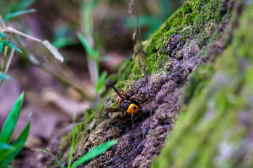 樹木の樹液を夢中で吸うオオスズメバチ