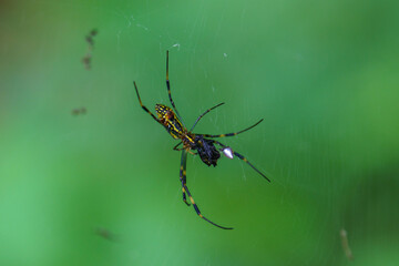 森で生息する蜘蛛