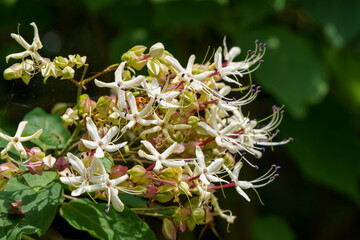 森の中に咲くクサギの花