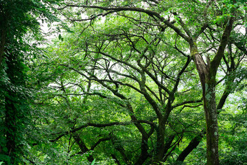 Fototapeta premium 木