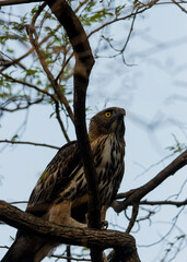 Changeable hawk-Eagle