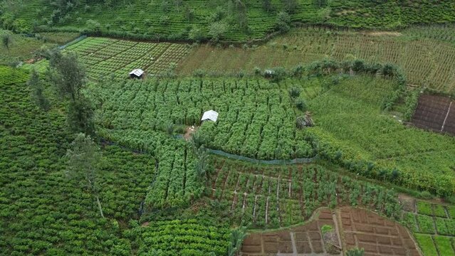 Krajobraz g&oacute;rski, zielone piękne wzg&oacute;rza widok z g&oacute;ry z drogami przez doliny z polami herbaty.