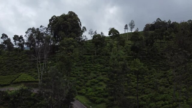 Krajobraz g&oacute;rski, zielone piękne wzg&oacute;rza widok z g&oacute;ry z drogami przez doliny z polami herbaty.
