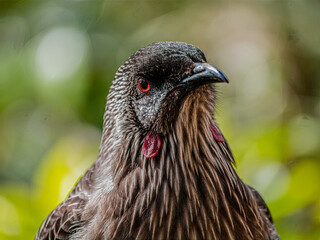 Wattlebird Looking Left