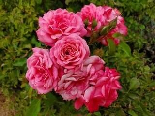 pink roses in garden