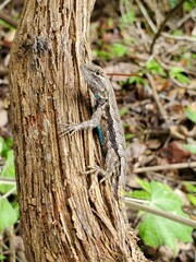 lizard on a tree