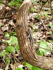 Lizard in forest 