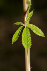 Leaves of elmleaf blackberry Rubus ulmifolius. Azuaje Ravine. Special Natural Reserve of Azuaje. Firgas. Gran Canaria. Canary Islands. Spain.