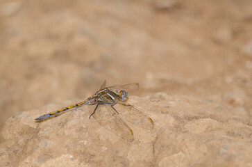 Female epaulet skimmer Orthetrum chrysostigma. Firgas. Gran Canaria. Canary Islands. Spain.