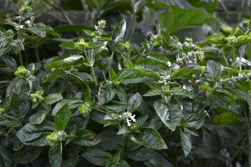 Basil plants grown in a greenhouse. Organic vegetables and herbs production, home gardening 