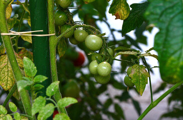 Tomato plants in greenhouse Green tomatoes plantation. Organic farming, young tomato plants growth in greenhouse.