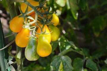 Bunch of ripe natural yellow tomatoes in water drops growing in a greenhouse ready to pick
