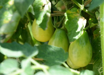 Bunch of ripe natural yellow tomatoes in water drops growing in a greenhouse ready to pick