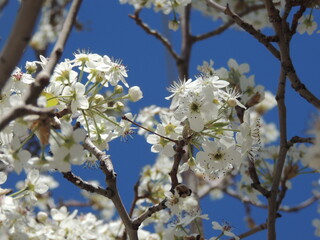 blooming tree