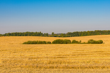 Fototapeta na wymiar Golden crop fields in August