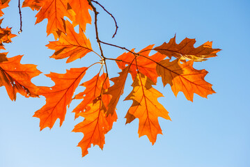 Oak leaves in autumn