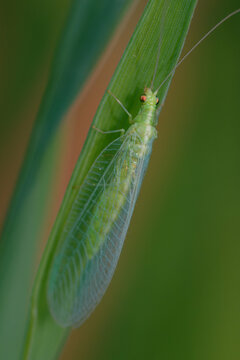 Common green lacewing (Chrysoperla sp.) on a plant