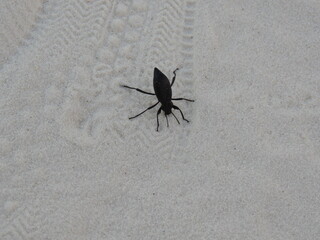 Bug on sand