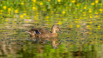 Female mallard with a reflection on the calm water of a lake