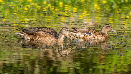 Female mallard with a reflection on the calm water of a lake