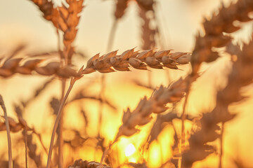 Ears of wheat in a field close-up from a low angle view in the evening at sunset